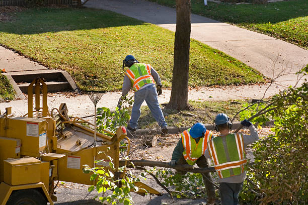 Best Emergency Tree Removal  in USA